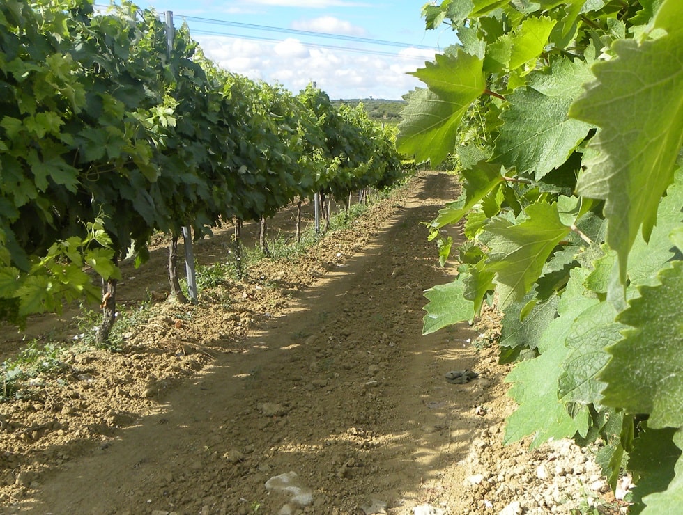 Azienda Agricola Mazzone - Vini di Puglia e Viticoltura Biologica