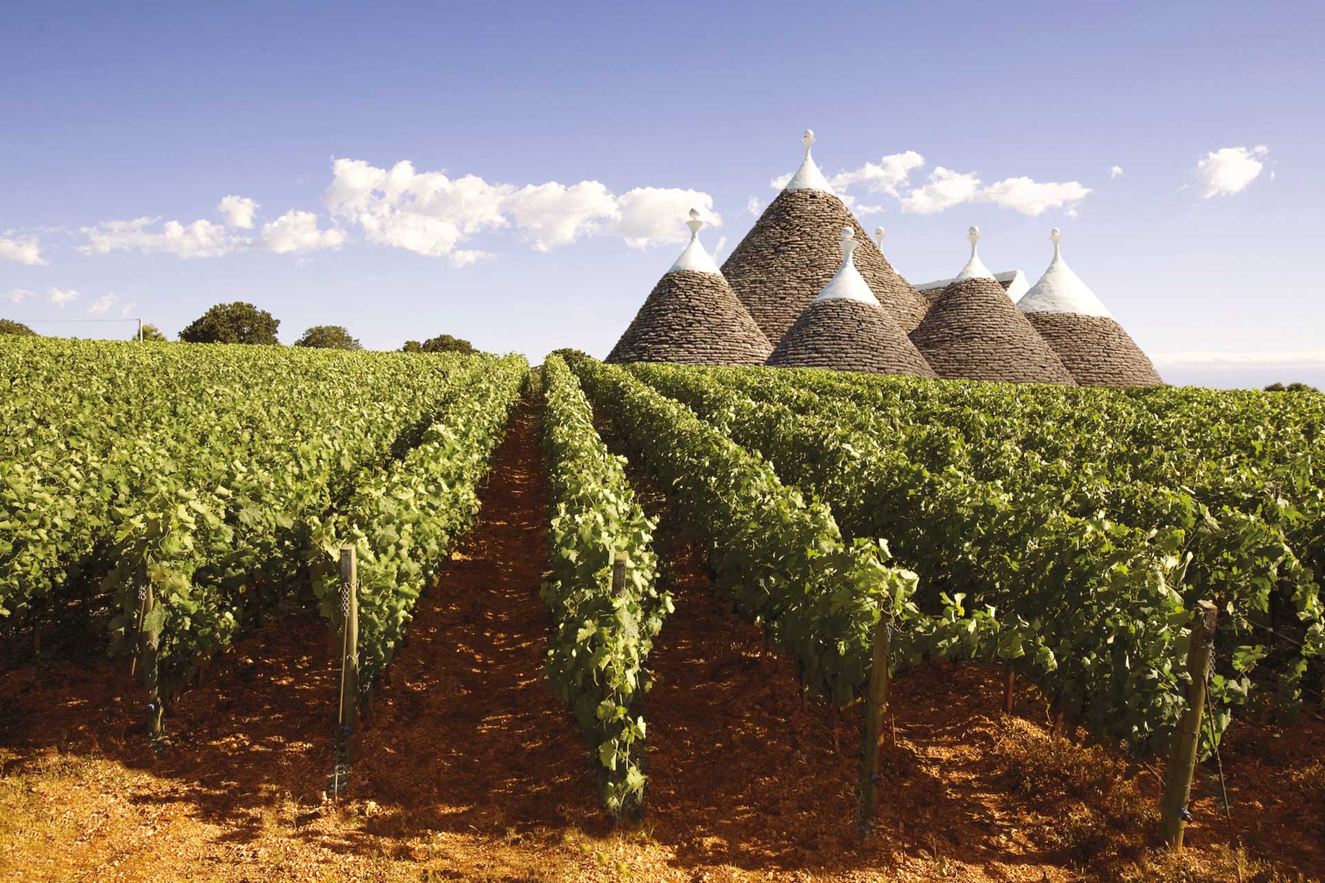 Cantina Albea - Vino rosso, rosato e bianco | Vino IGP Puglia