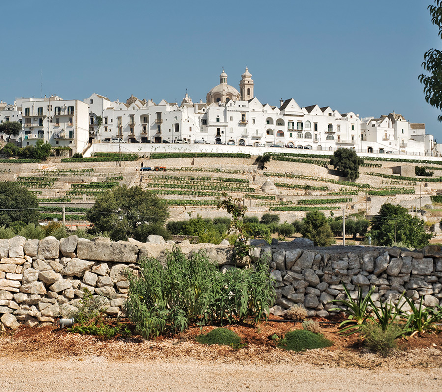 Vista della Città di Locorotondo dai vigneti di Cardone vini, Puglia