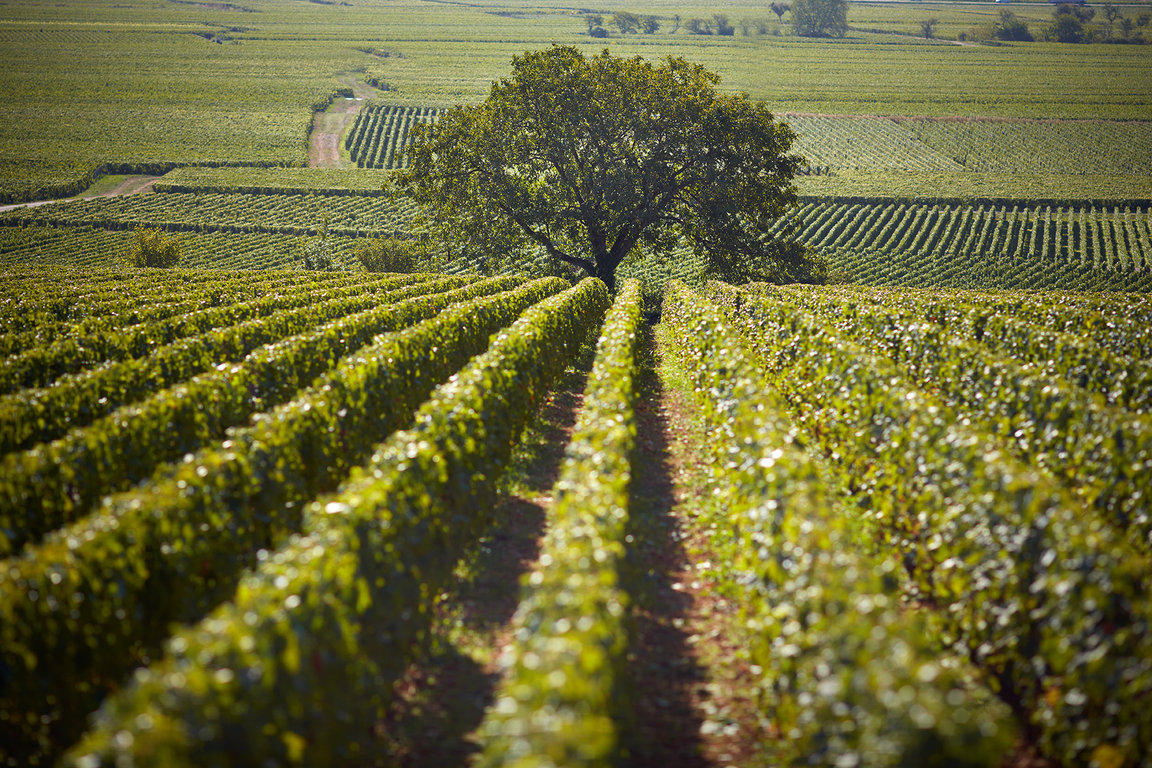 Domaine Jacques Prieur - i migliori vini della Borgogna