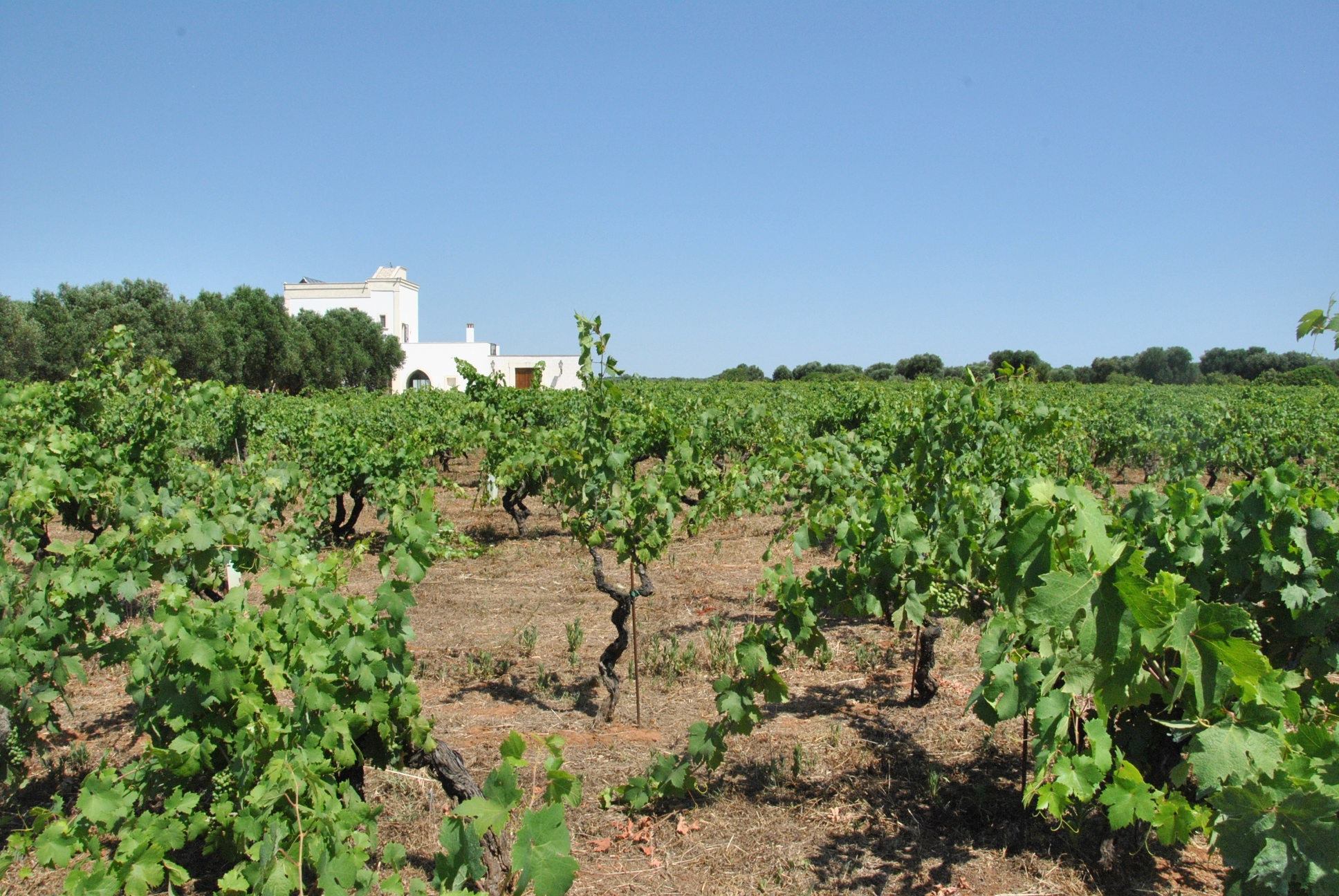 Morella Vini - Primitivo Old Vines